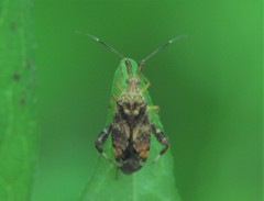 Neurocolpus mexicanus