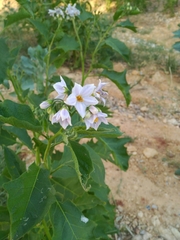 Solanum bonariense