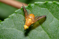 Icterica