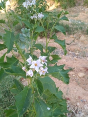 Solanum bonariense