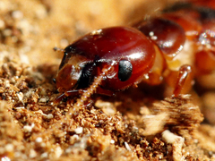 Zootermopsis nevadensis