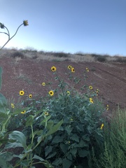 Helianthus annuus