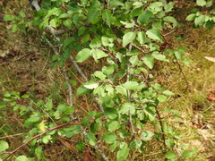 Pyrus cordata
