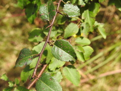 Pyrus cordata