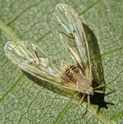 Insects Id: Anotia burnetii, Anotia burnetii