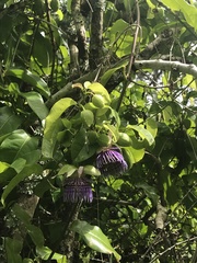 Passiflora laurifolia
