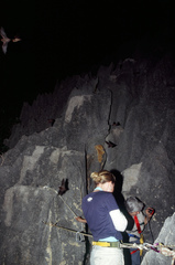 Miniopterus australis