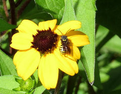 Paranthidium jugatorium