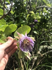 Passiflora laurifolia
