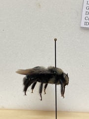 Xylocopa californica californica