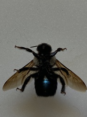 Xylocopa californica californica
