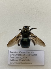 Xylocopa californica californica