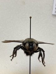 Xylocopa californica californica
