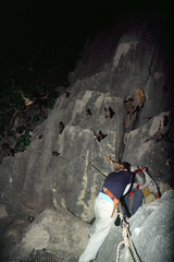 Miniopterus australis