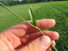 Paspalum laeve