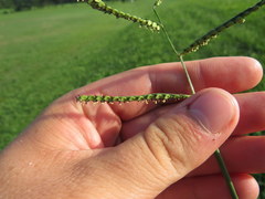 Paspalum laeve