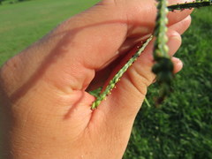 Paspalum laeve