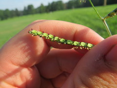 Paspalum laeve