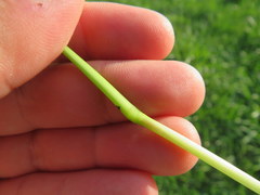 Paspalum laeve