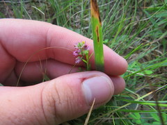 Polygala curtissii