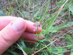 Polygala curtissii