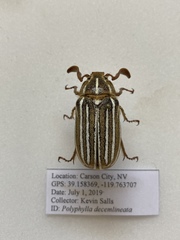 Polyphylla decemlineata