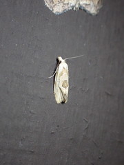 Aethes angustana
