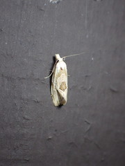 Aethes angustana