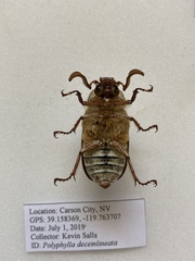 Polyphylla decemlineata