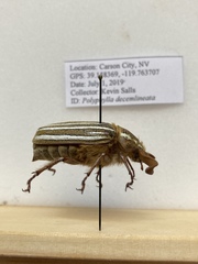 Polyphylla decemlineata