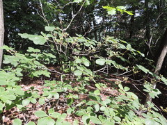 Rhododendron schlippenbachii