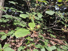 Rhododendron schlippenbachii