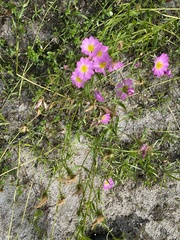 Sabatia kennedyana
