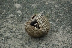 Brazilian Three-Banded Armadillo photo 4