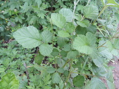Rubus parvifolius