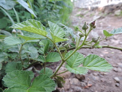 Rubus parvifolius