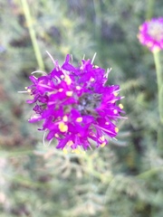 Dalea searlsiae
