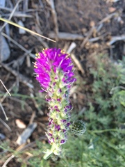 Dalea searlsiae