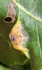 Phylloxera caryaevenae