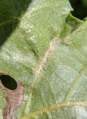 Phylloxera caryaevenae