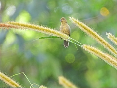 Sporophila corvina