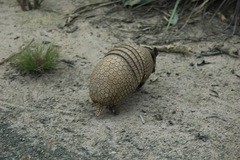 Brazilian Three-Banded Armadillo photo 5