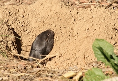 Thomomys townsendii