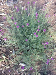 Dalea searlsiae