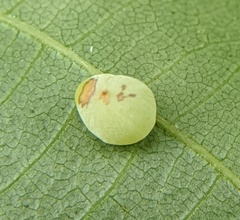 Caryomyia glauciglobus