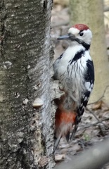 Dendrocopos leucotos