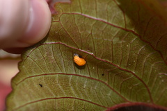 Harmonia axyridis