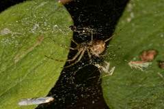 Theridion murarium