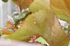 Harmonia axyridis
