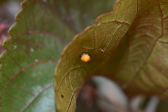 Harmonia axyridis